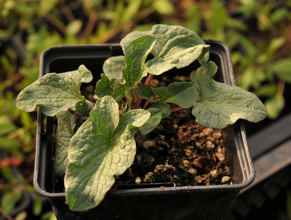 Chenopodium Bonicus henricus _resultat