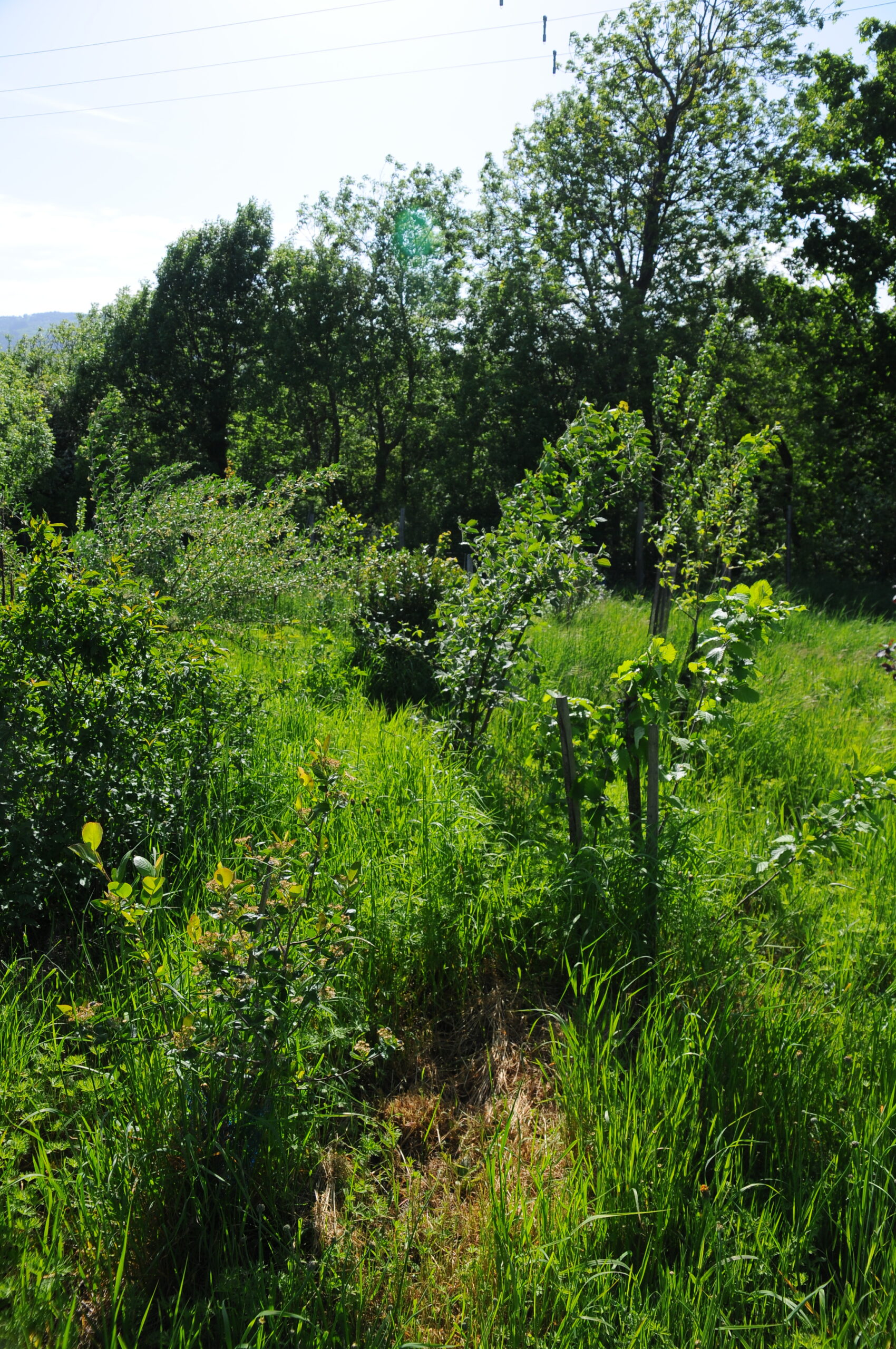 Paysage